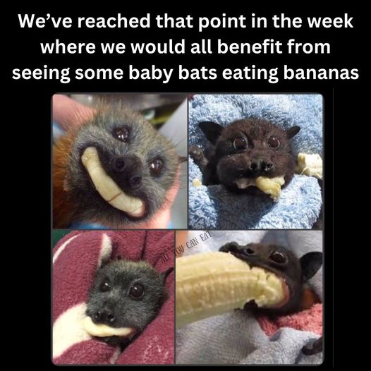 Thinking About Sharing Weekly Bat Content