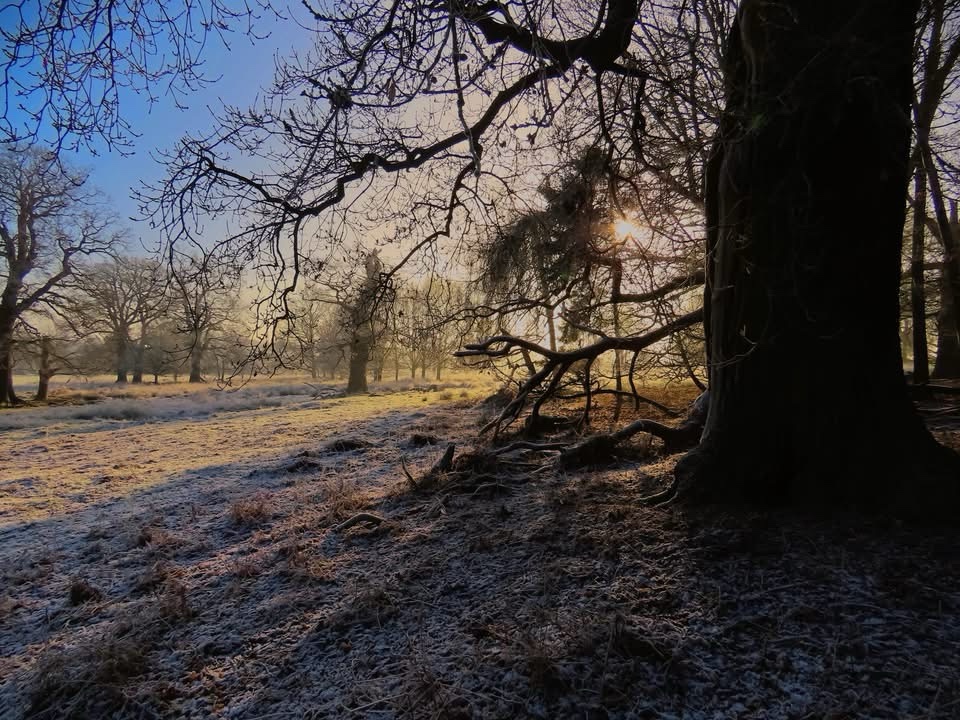 A Chilly Encounter with Frost: Nature's Artwork