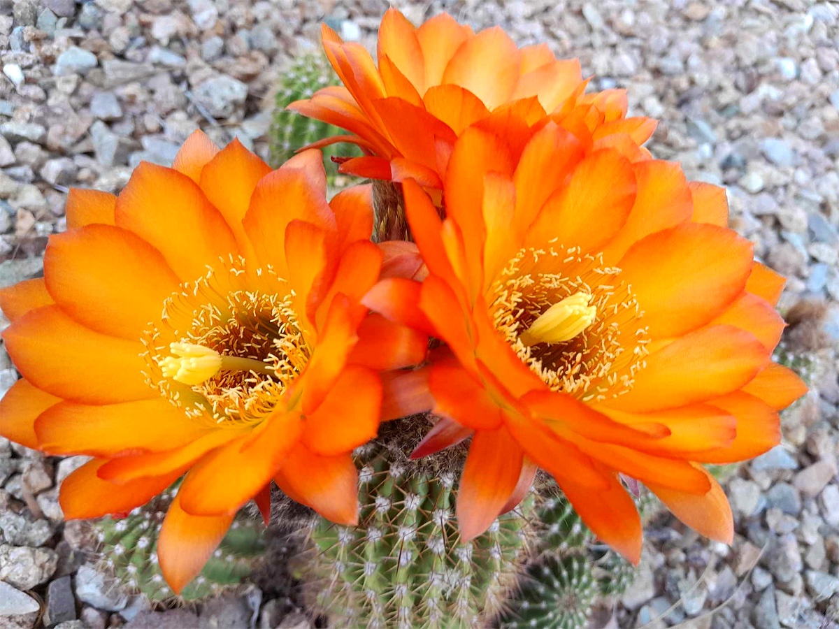 Witness the stunning blooms of spring in the desert.