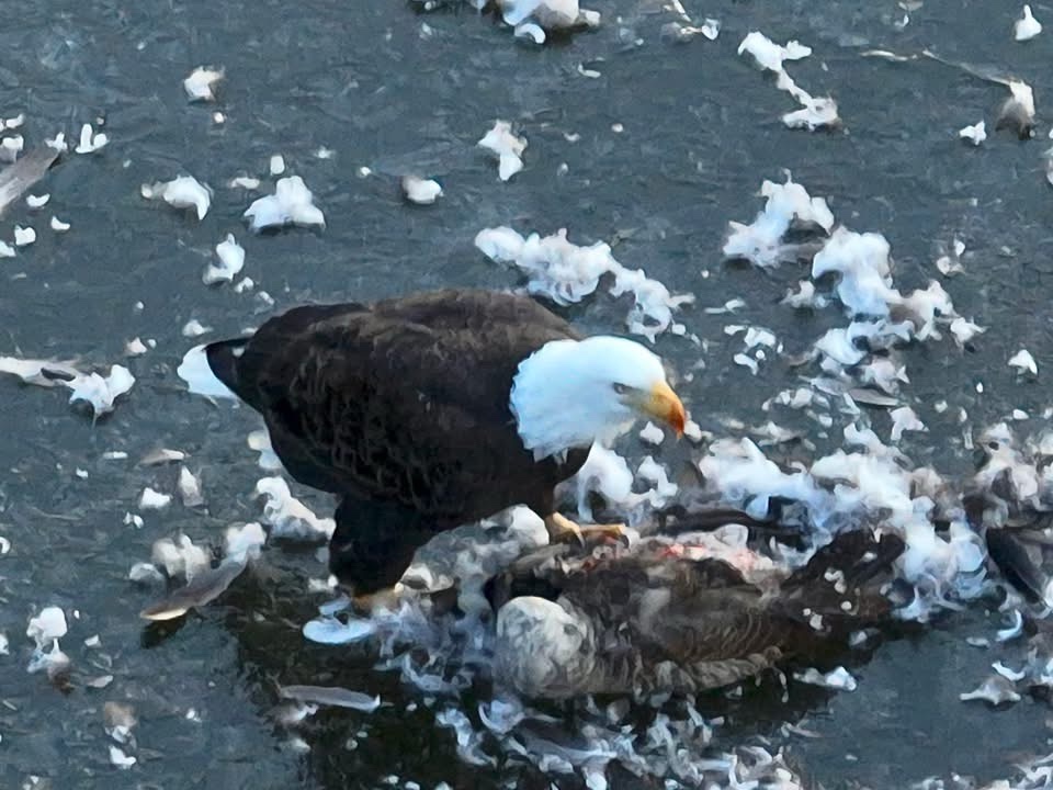 Majestic Eagle soaring through the skies