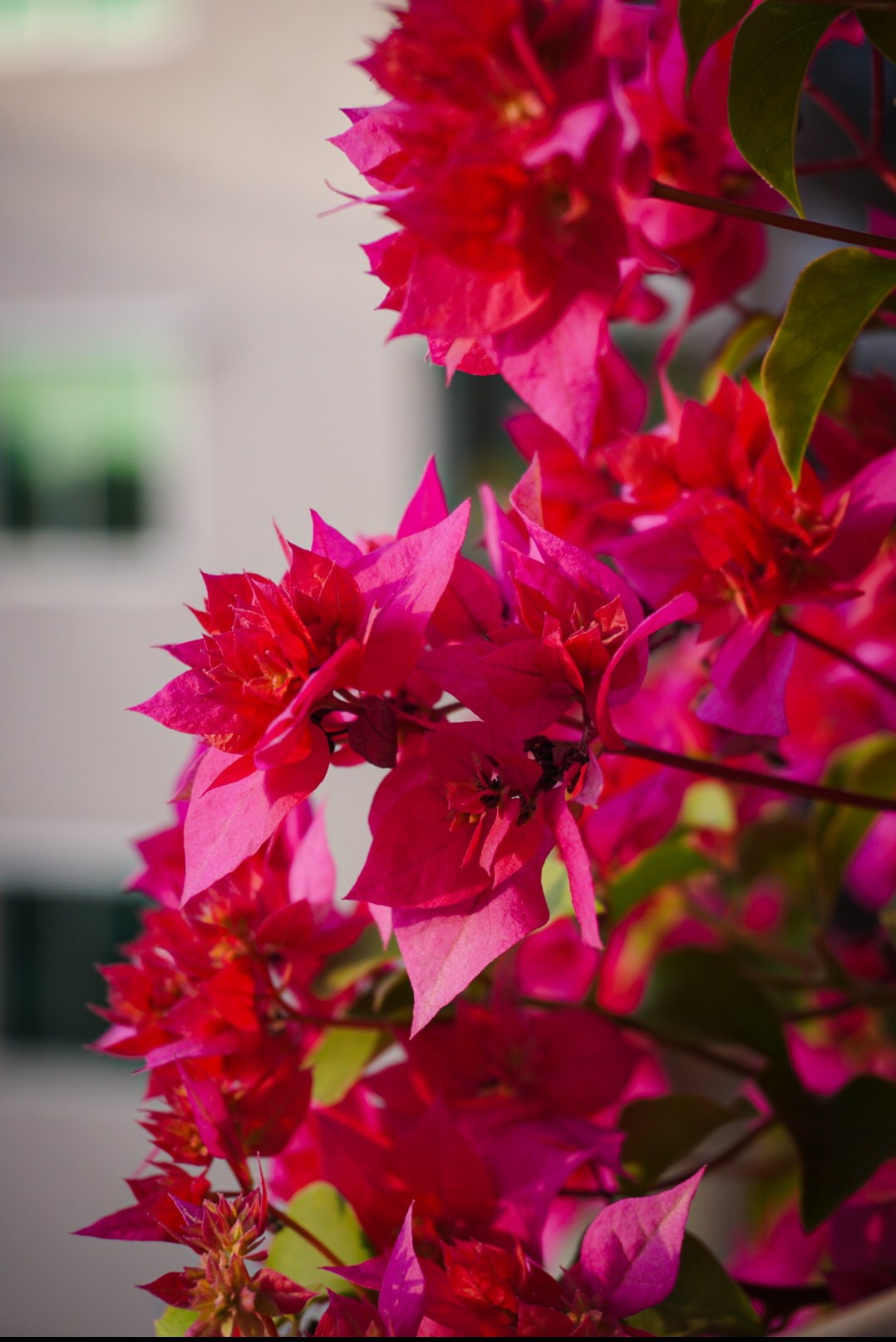 A beautiful flower in bloom