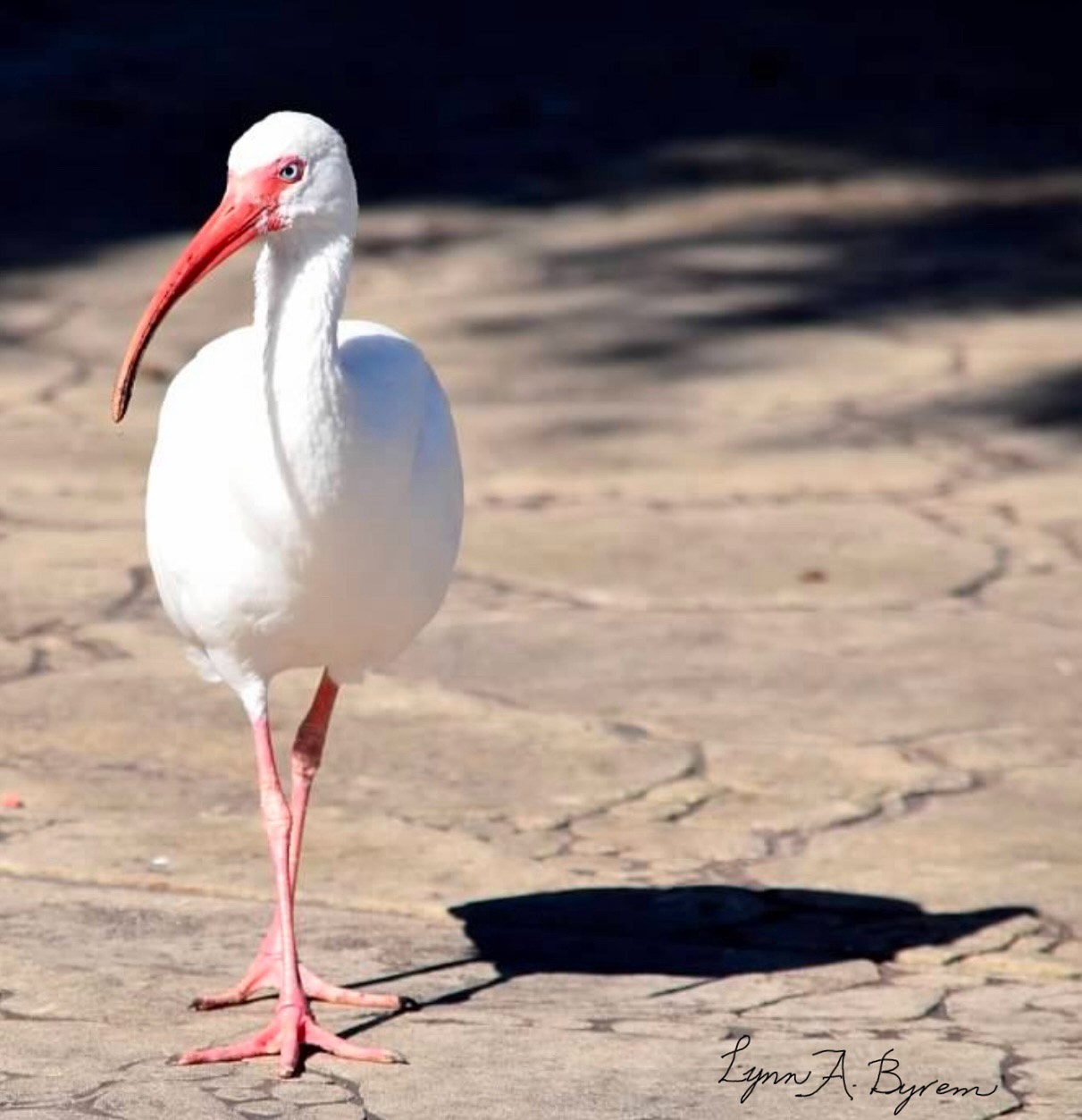 Strutting into the Weekend with Style