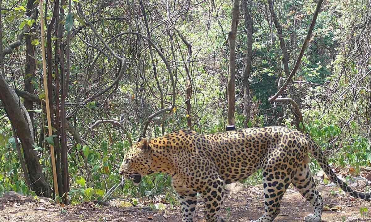 The Impressive Muscles of a Leopard