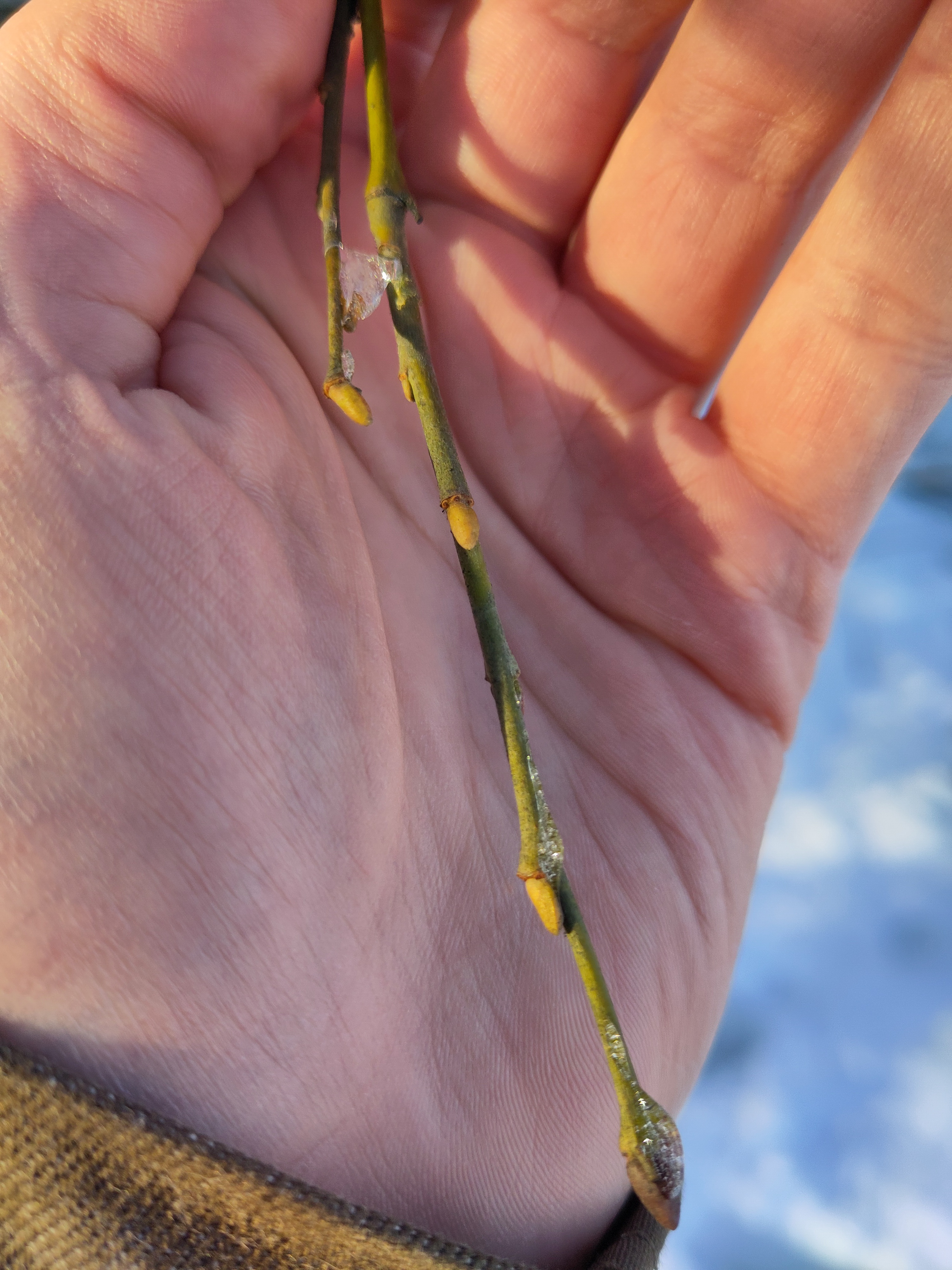 Identifying tree species with a focus on apical buds (trunk photo coming up next)