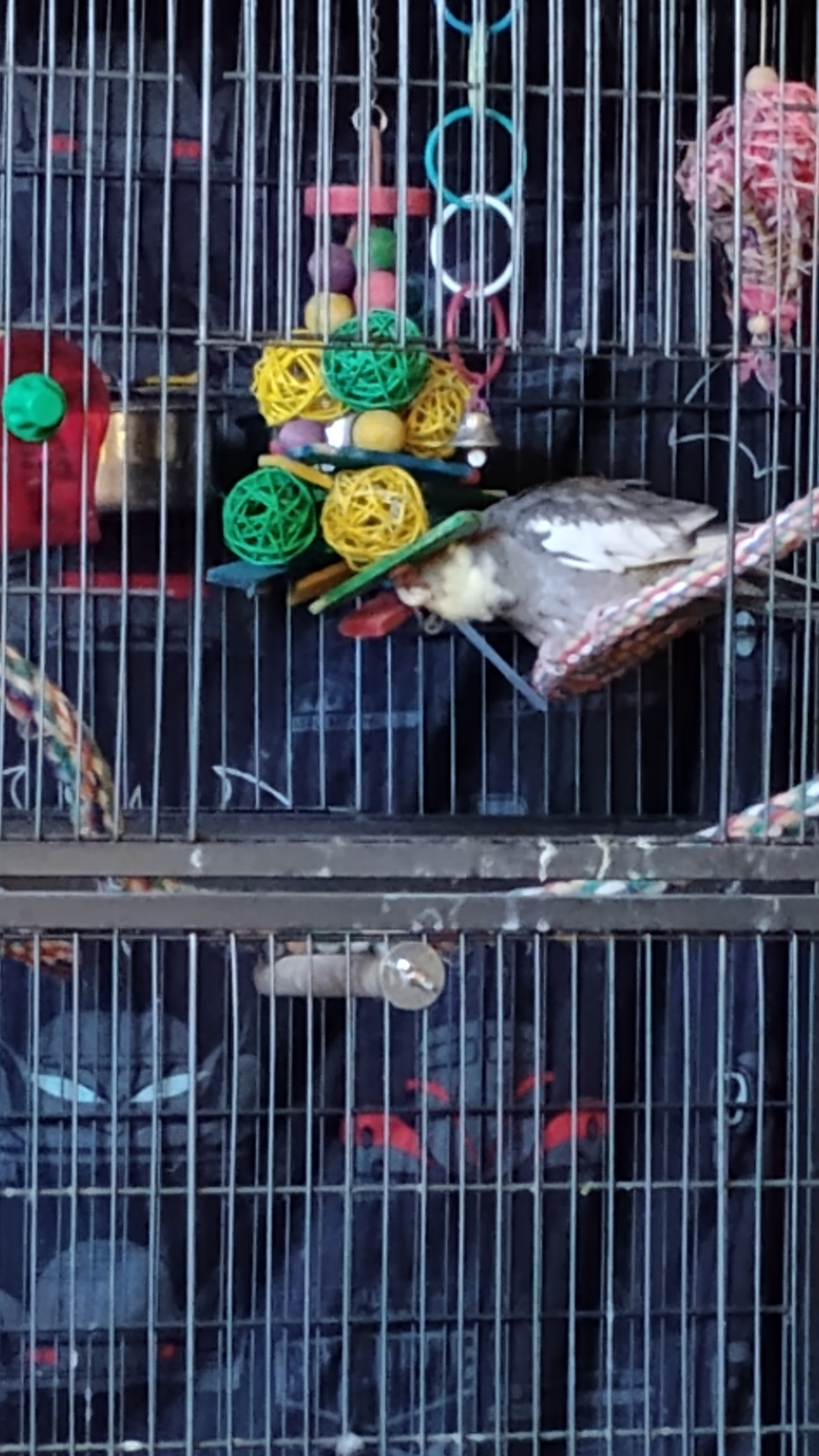 Jackie, the 13-Year-Old, on a Mission to Get Her Toy for the Pet