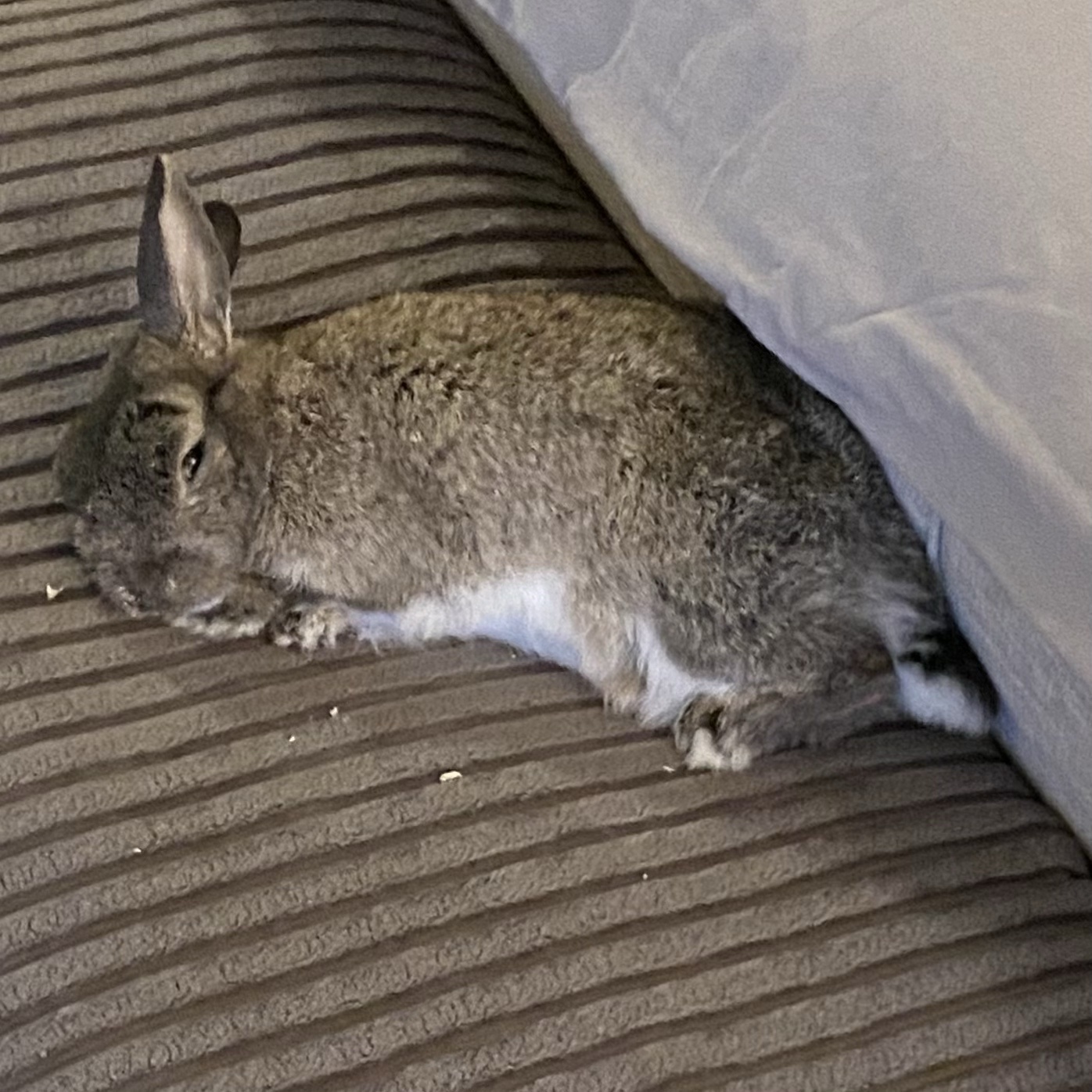 Hugh Bun is Totally Fine, Just in a Deep Sleep