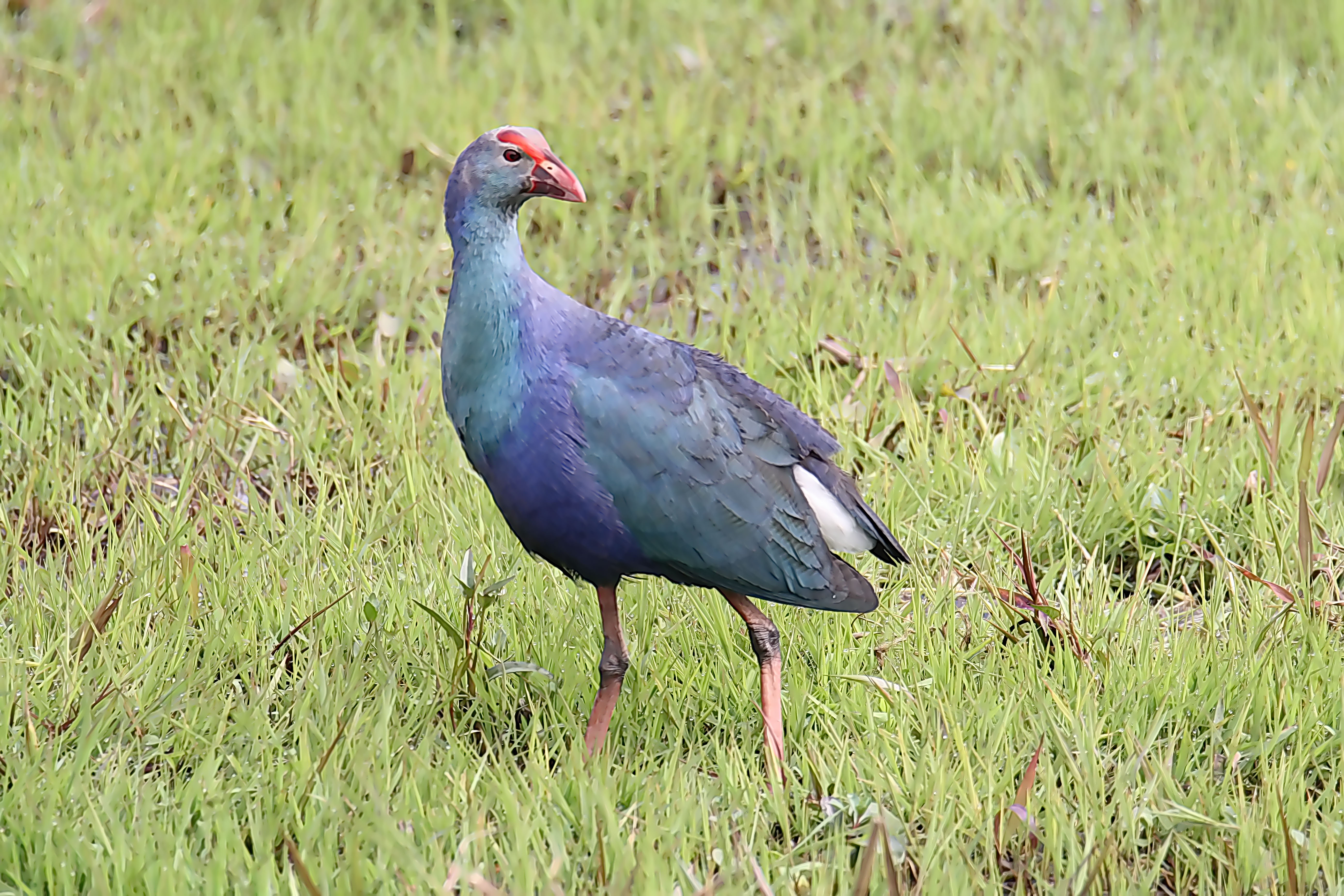 Check out this stunning Purple Swamphen!