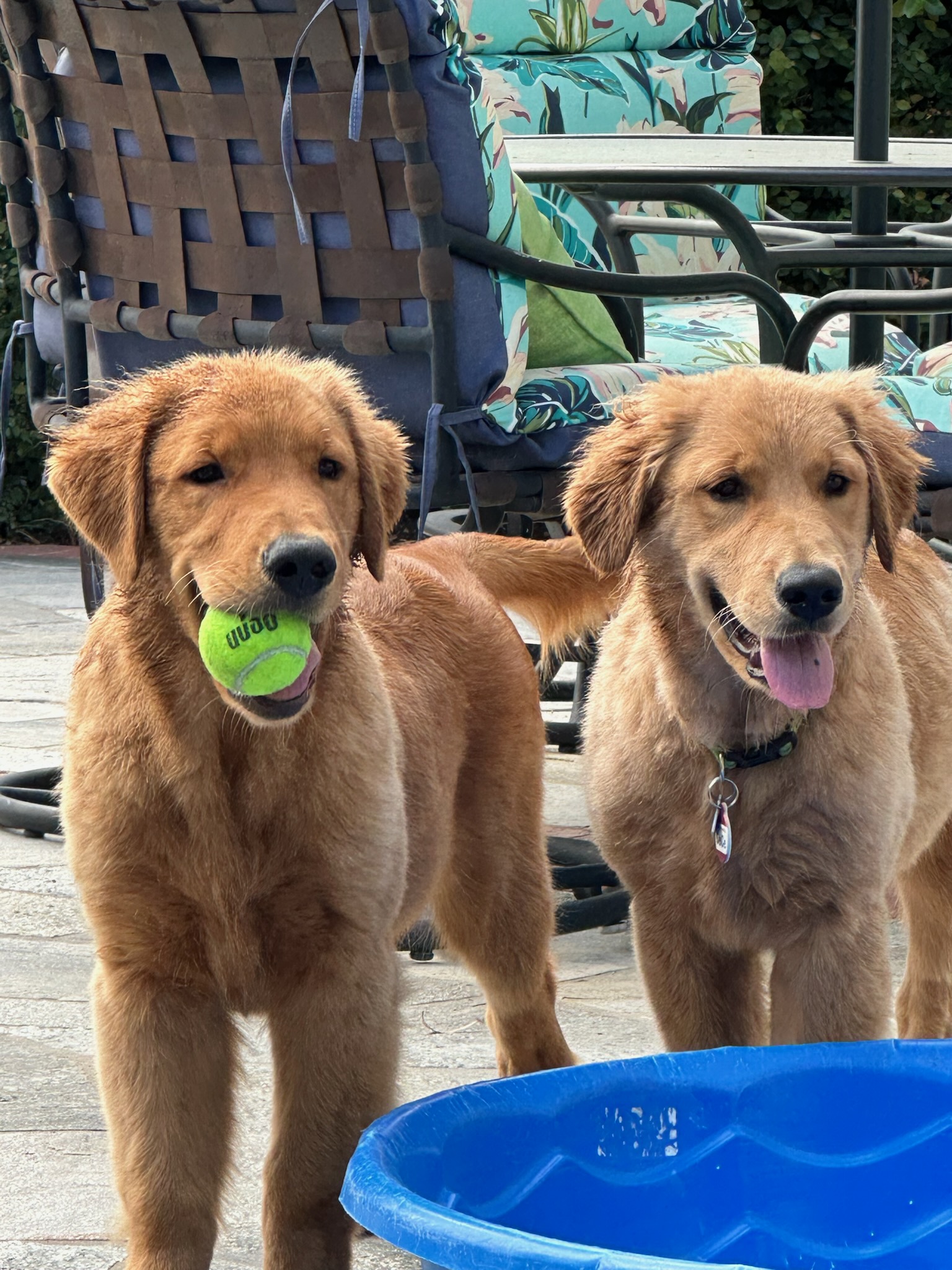 Meet Wyatt with his tennis ball and his sister CeCe - a playful duo