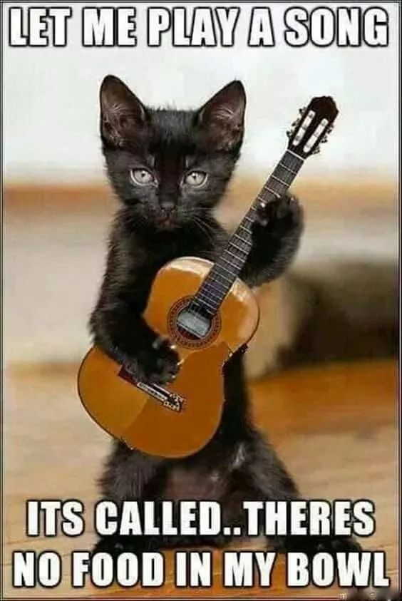 Classic Cat Meme