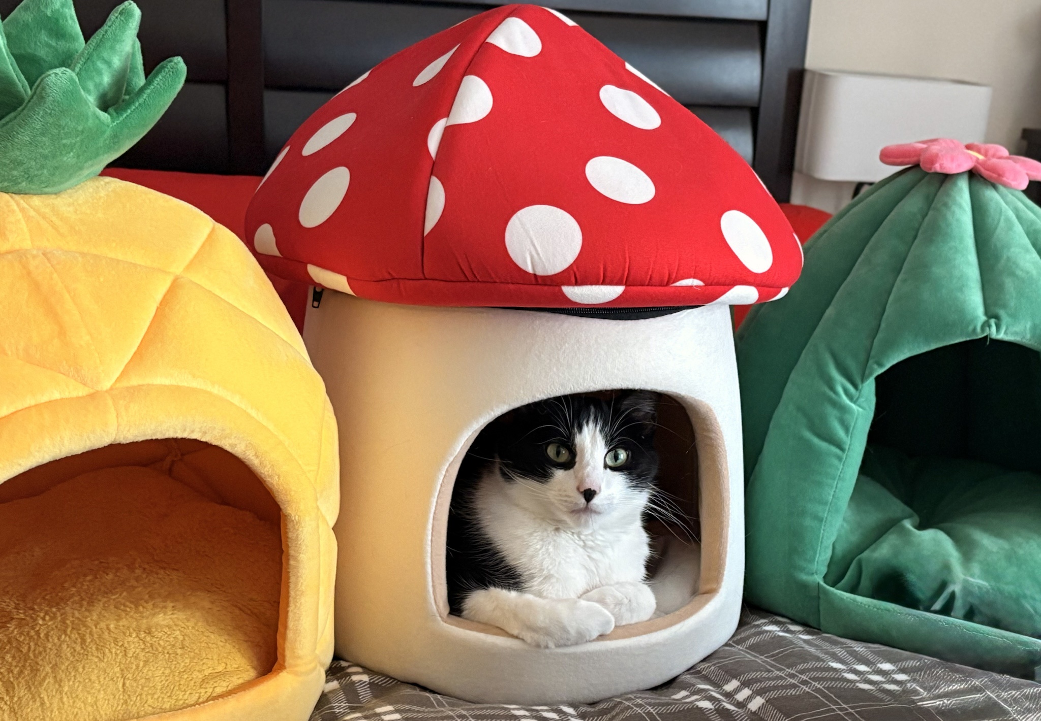 Karl's Mushroom House: Where Fancy Meets Fun