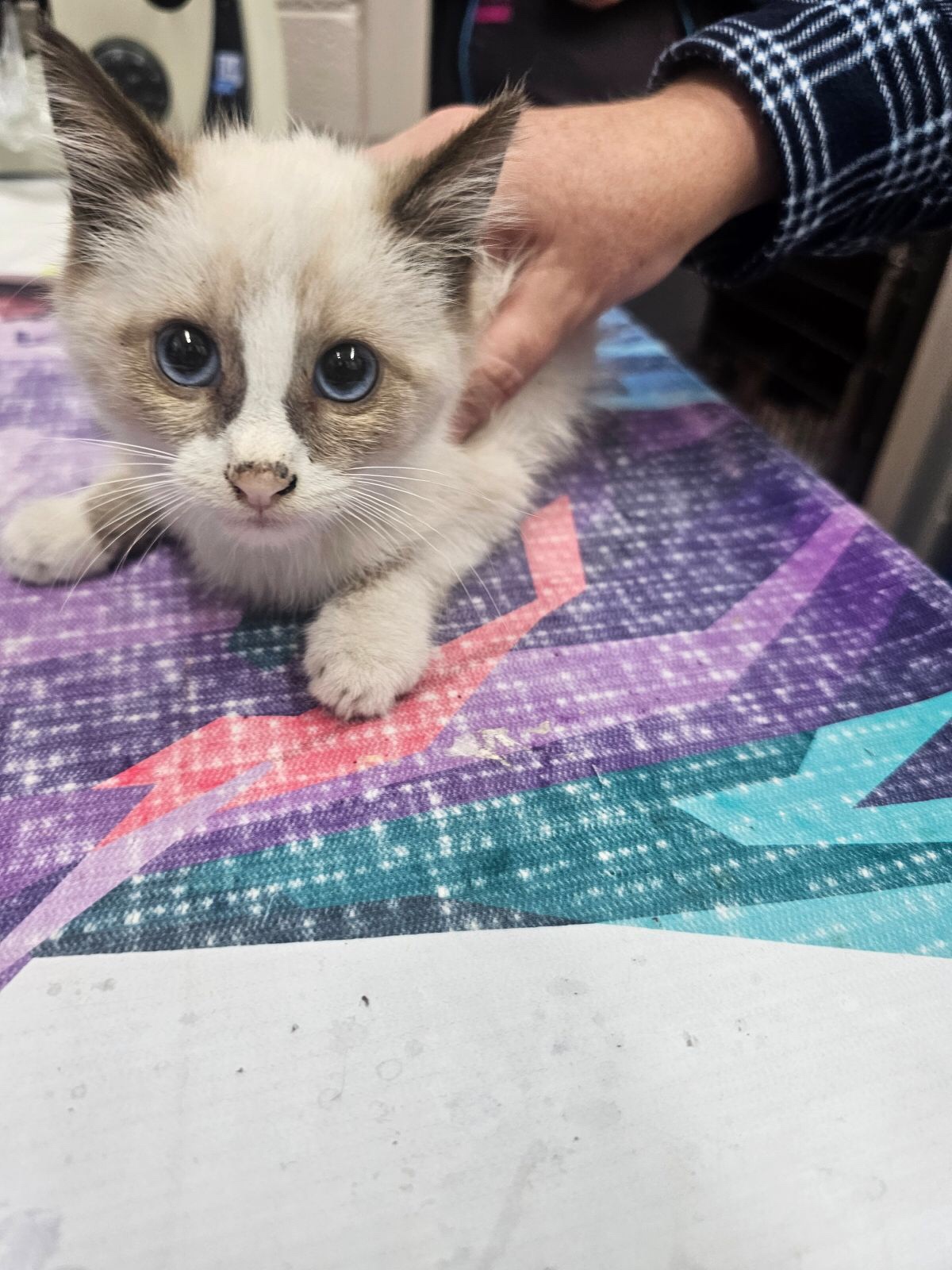 Looks like I'm diving into the adventure of fostering two adorable kittens!