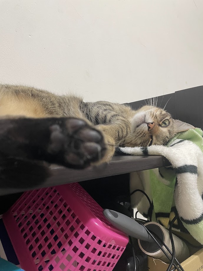 The Enigmatic Life of a Cat