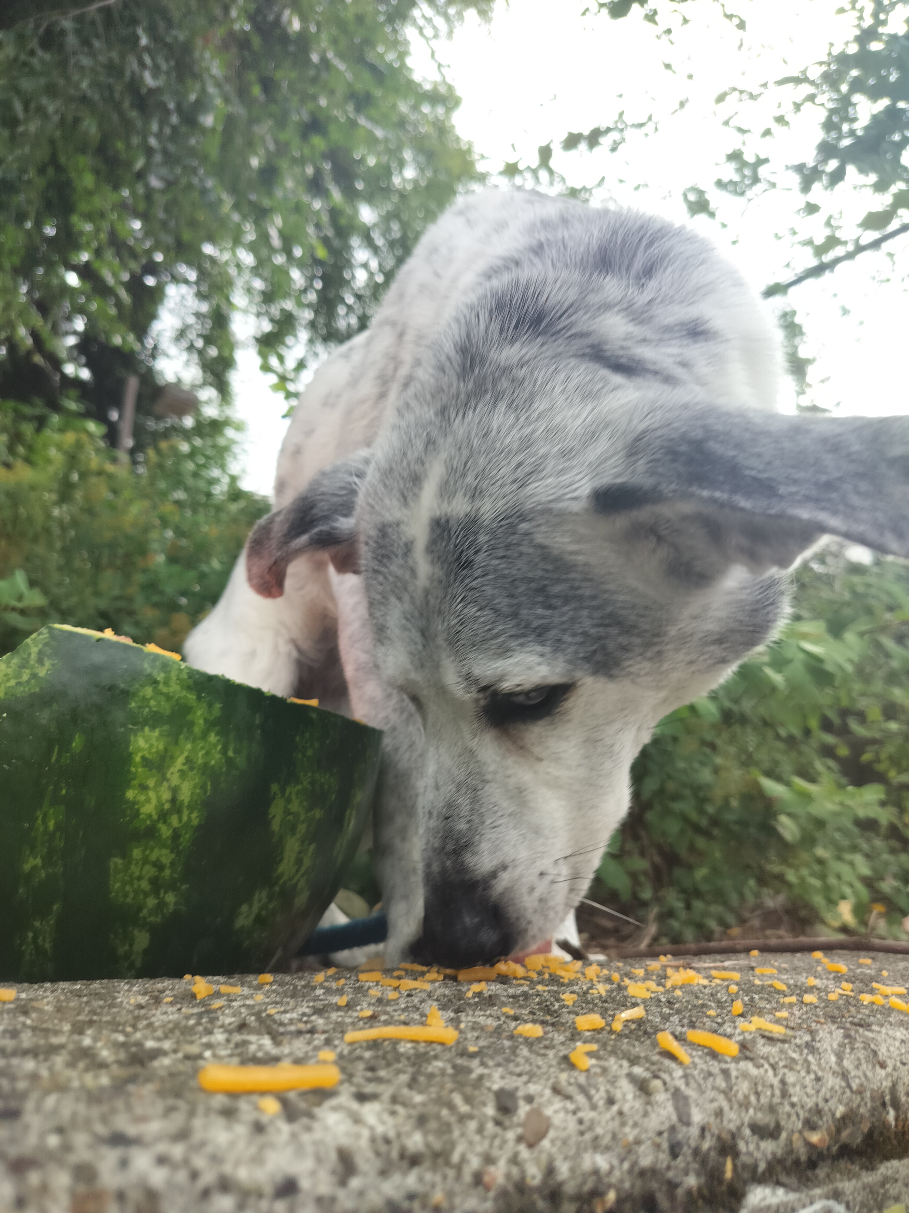 Oswald's Exciting Discovery: A Watermelon Adventure