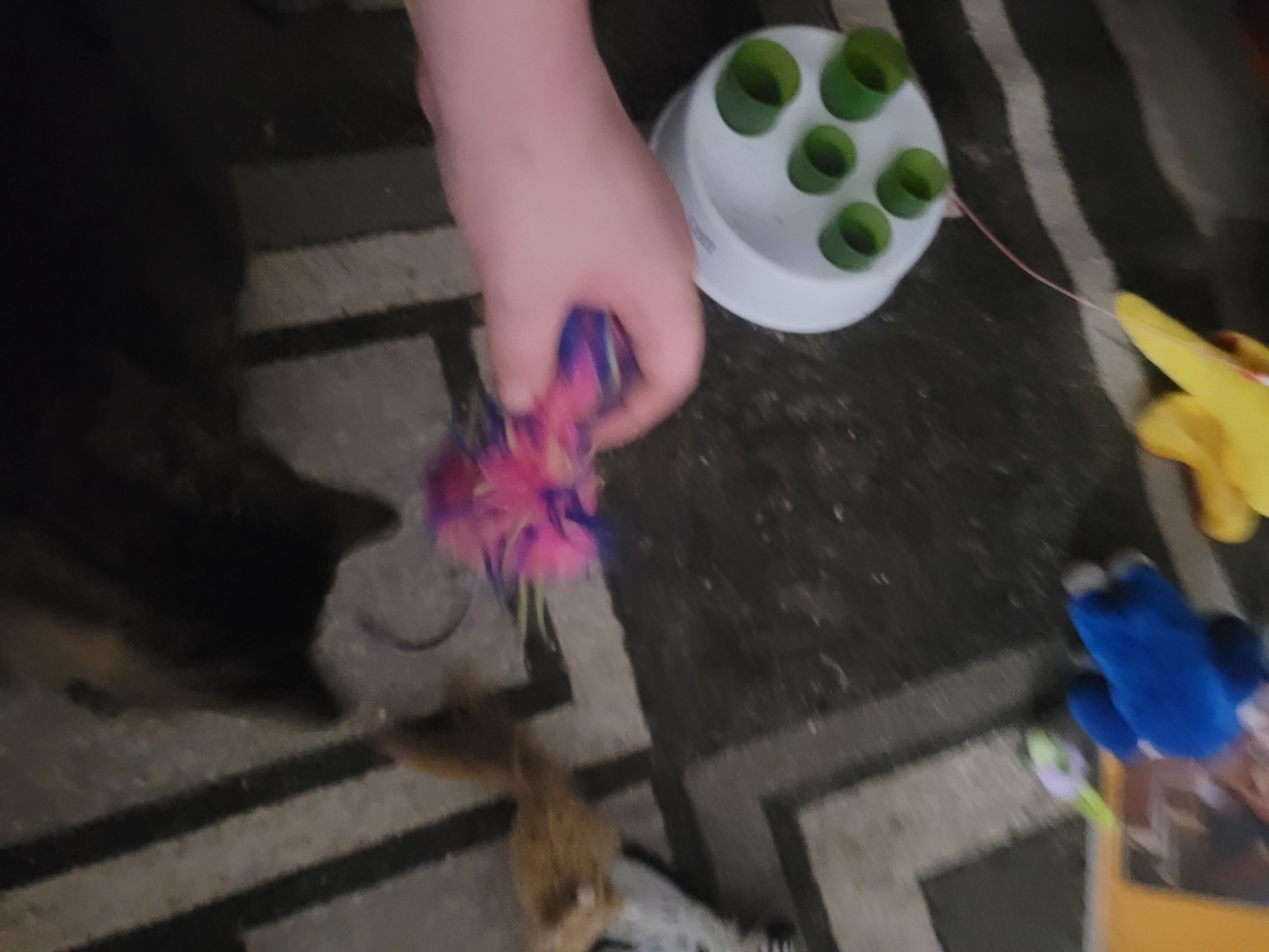 Mister's 4 AM Zoomies: Life on Cat Time is Unusual