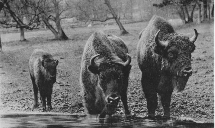 The Recently Extinct Caucasian Wisent: A Look Back at the 1927 Species