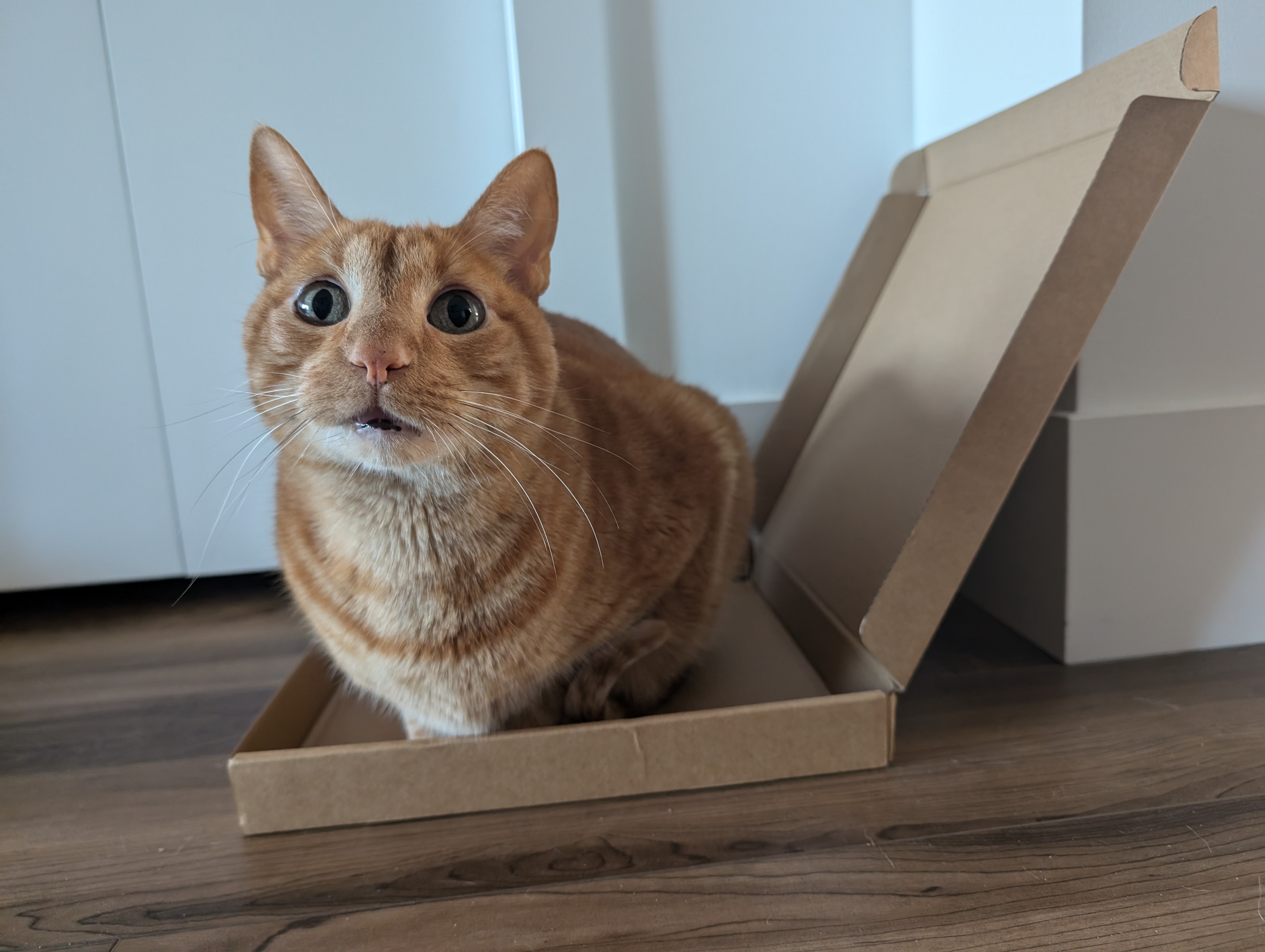 Unboxing the Mortimer: A Unique Surprise