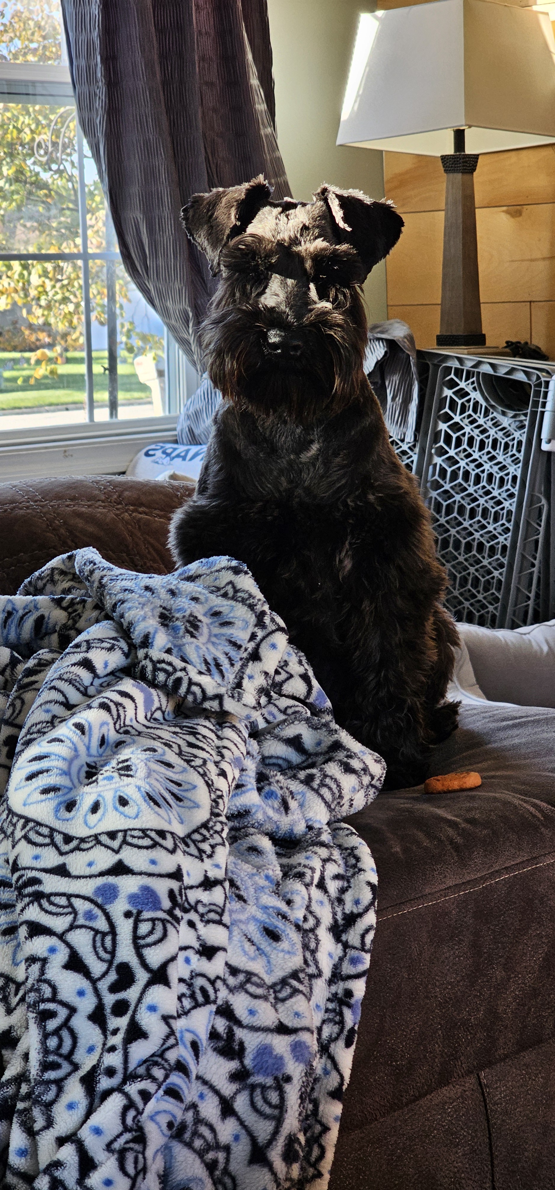 The Joyful Pup: A Happy Dog Moment