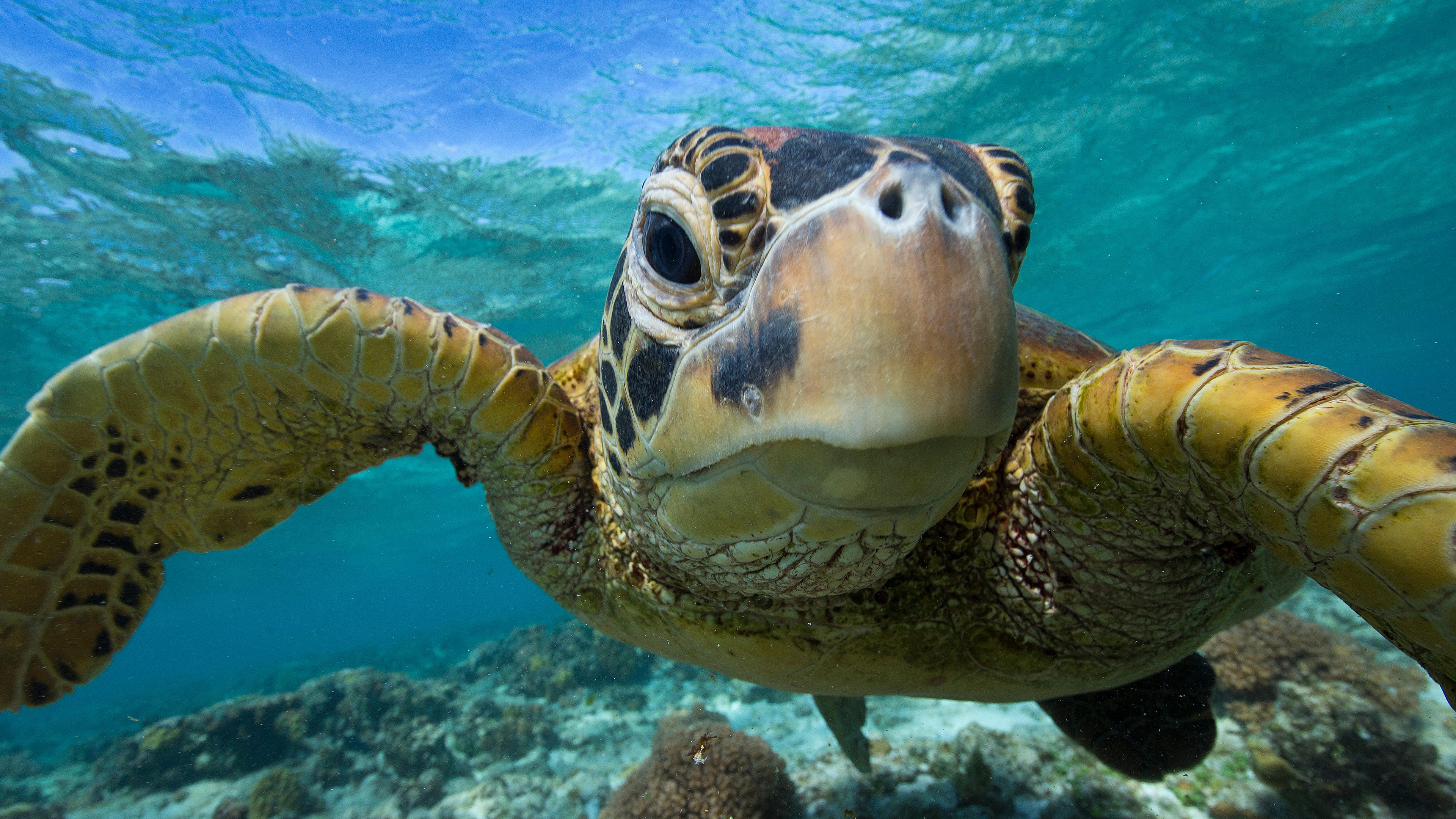 It's Turtle Time: Slow and Steady Wins the Race