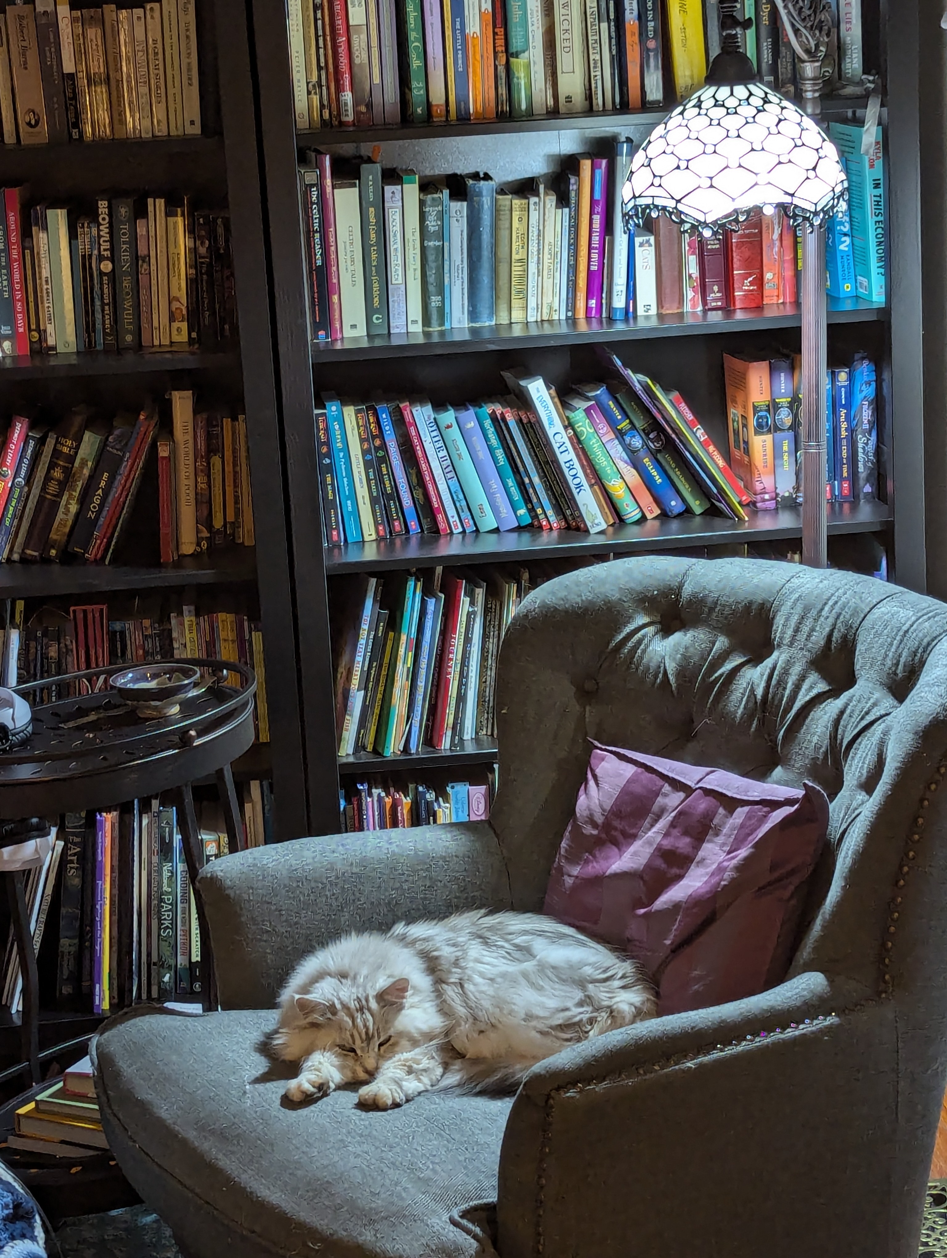 Chloe Enjoying a Quiet Day at the Library