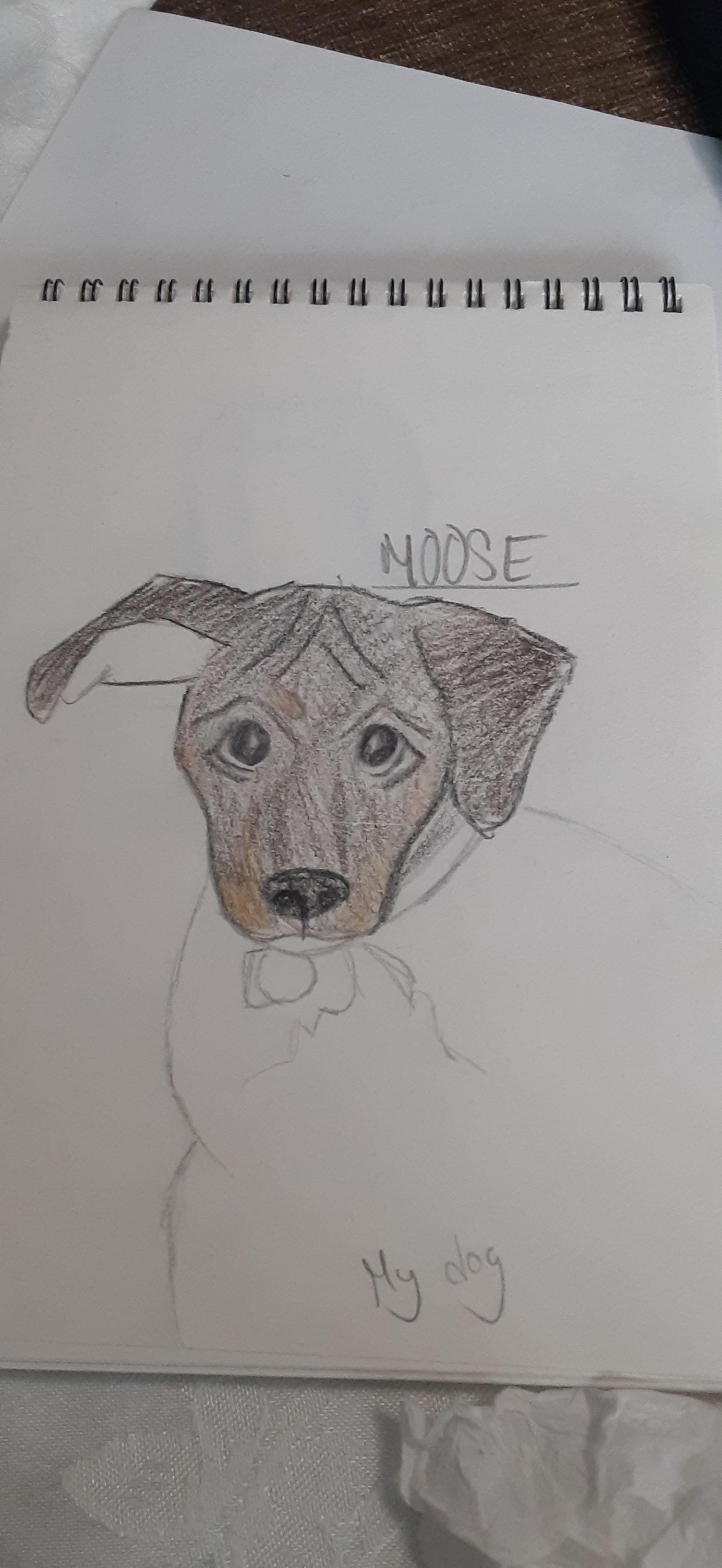 Majestic Moose Moments