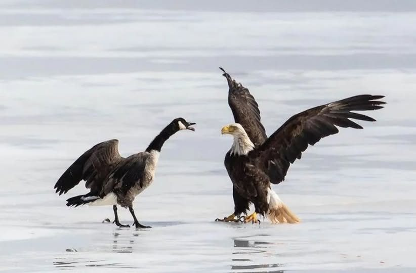 The Epic Showdown: Goose vs. Eagle