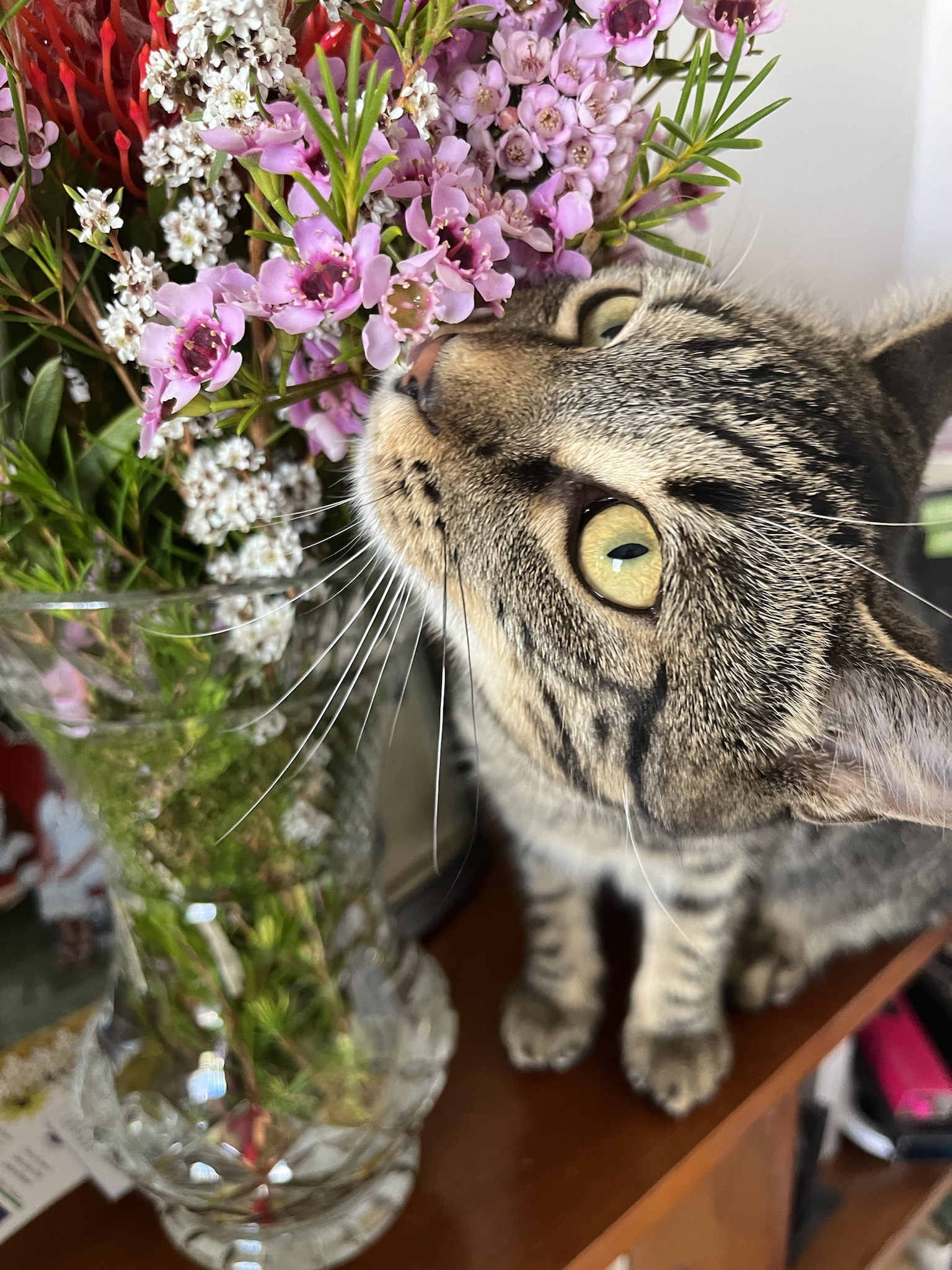 Caturday Bliss Surrounded by Flowers
