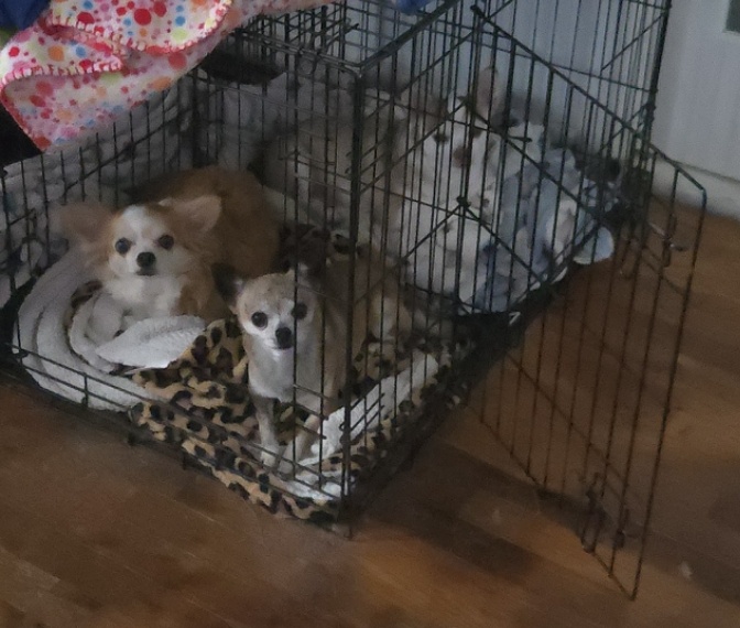 What Could Possibly Terrify My Dogs So Much?