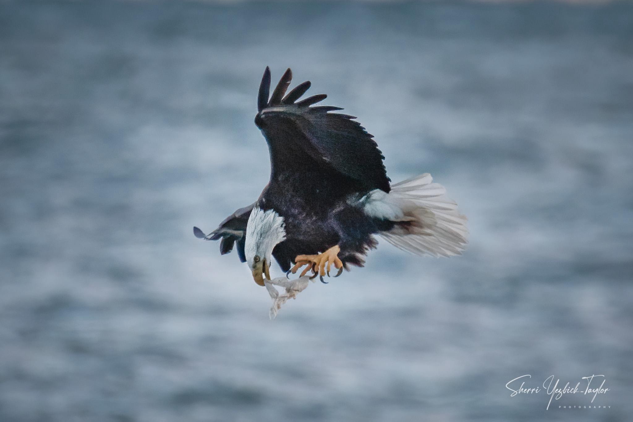 The majestic eagle in all its glory.