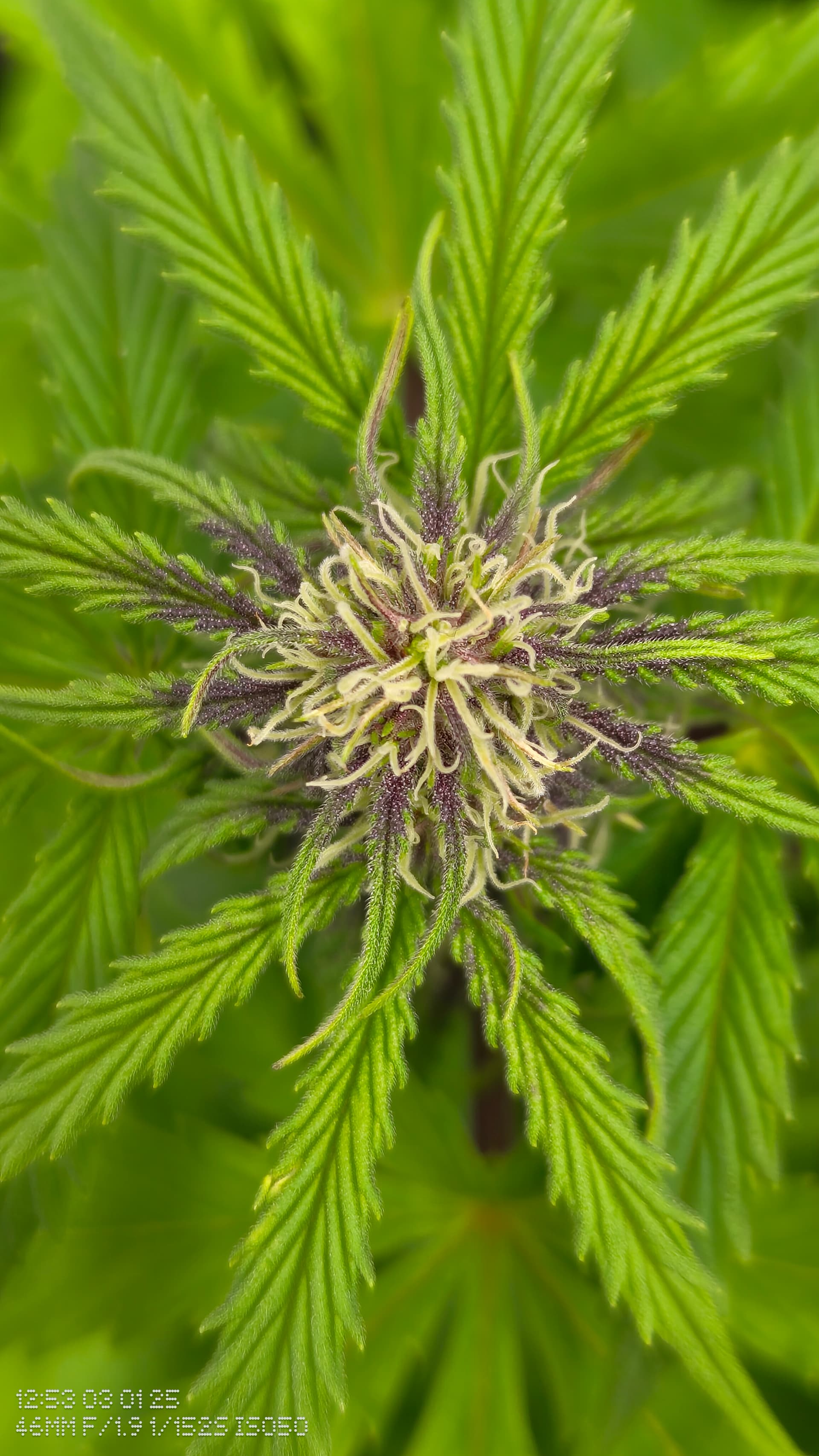 Can You Guess the Strain? Growing This Beauty in Germany