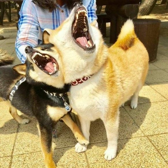 Adorable Shiba Inus stealing the spotlight