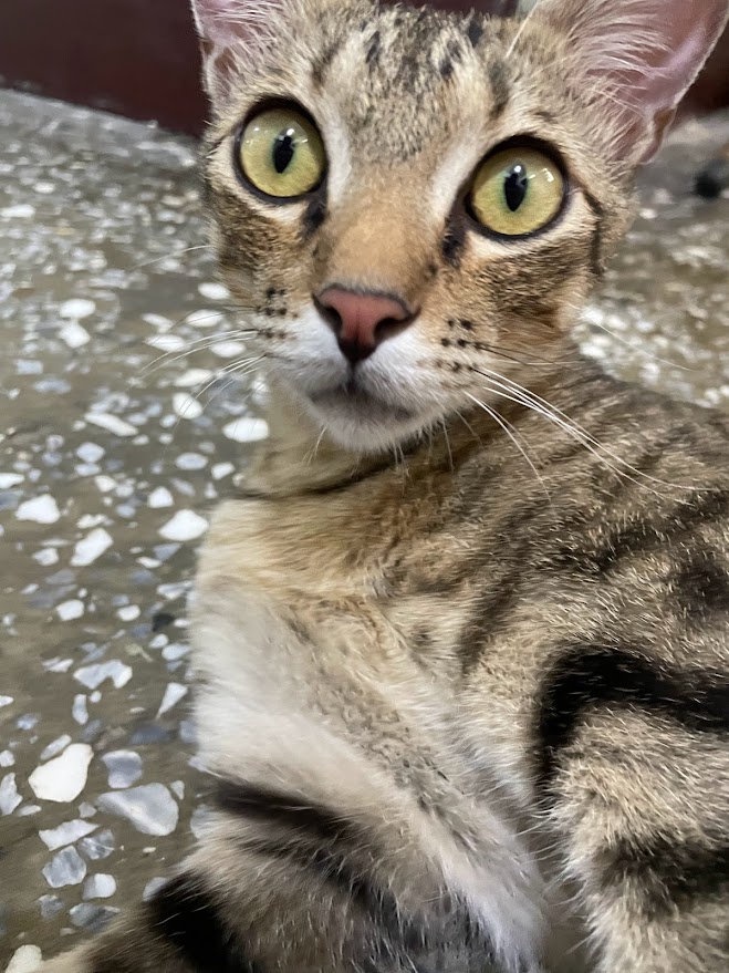 The Cat Diaries: Adventures of a Feline Explorer