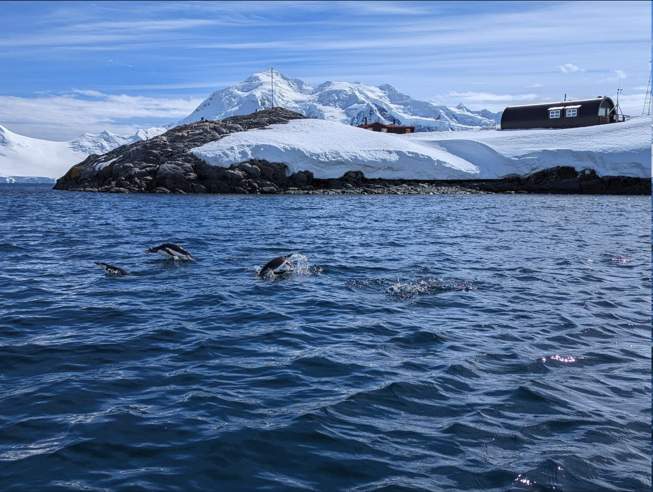 Just a few adorable penguins hanging out