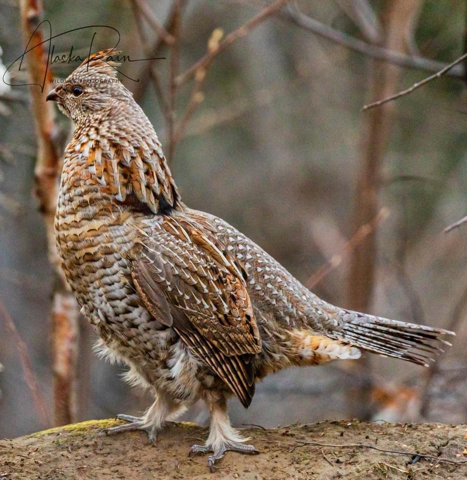 Absolutely Grouse!
