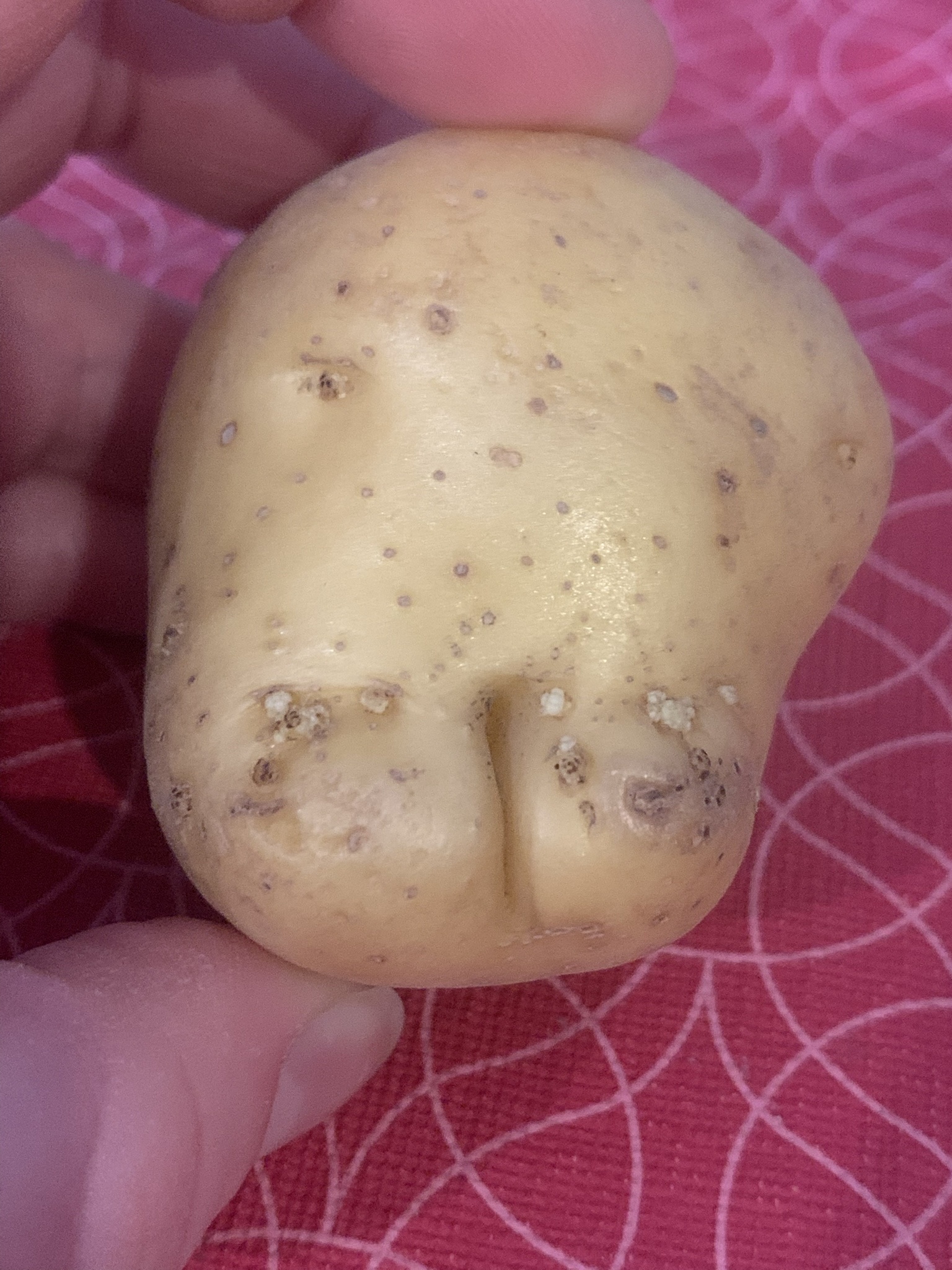 Presenting the Christmas Buttato!