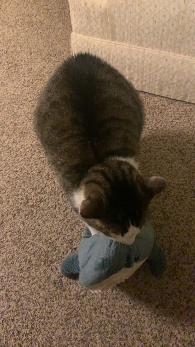 This Cat's Joint Pain Shots Are Making for a Perfect Day