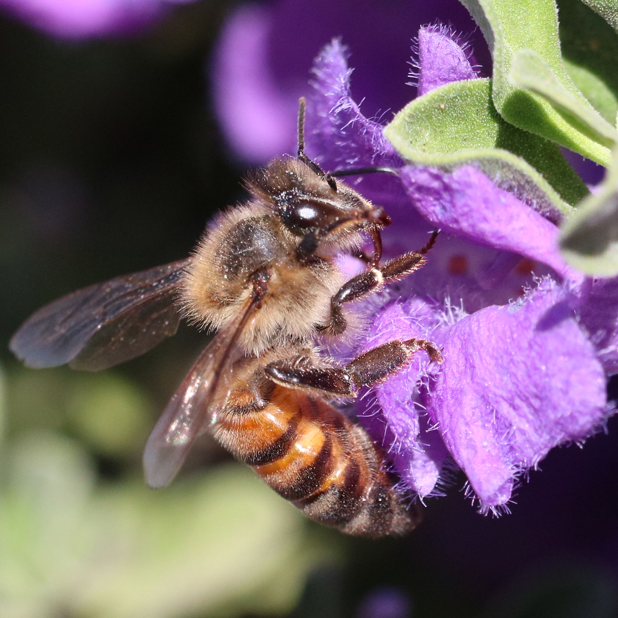 Bees Buzzing Among the Sage: Nature's Harmony