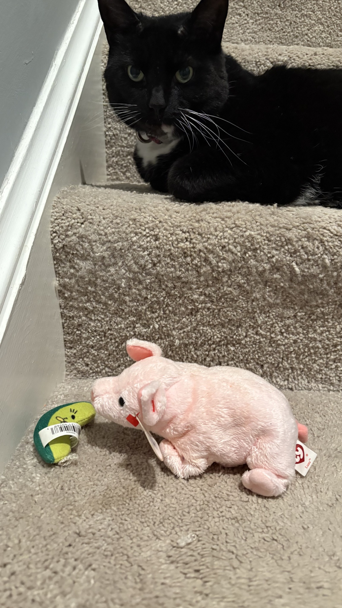 Sushi's Adorable Love for Piggies