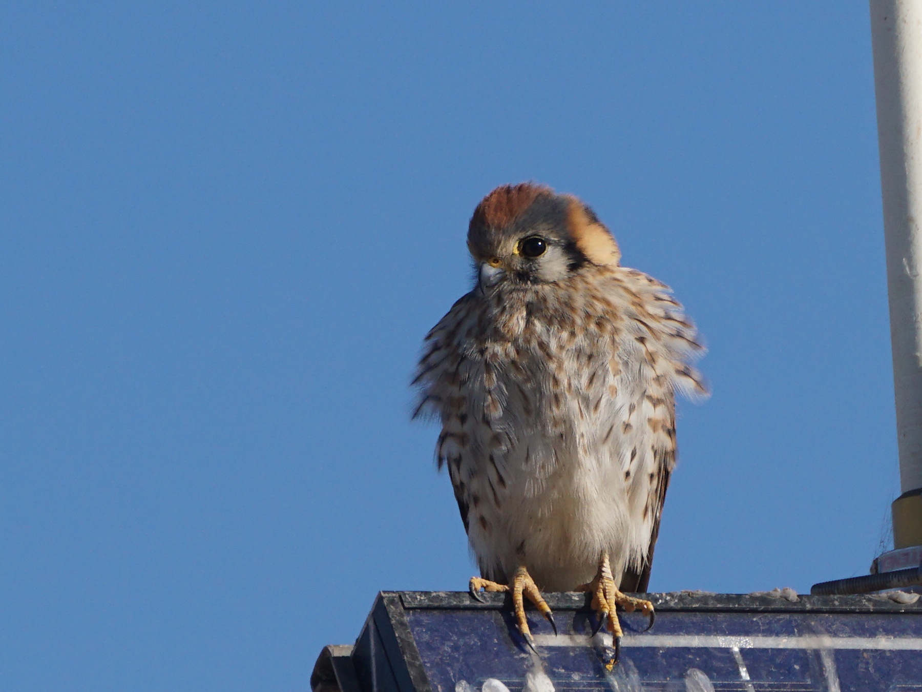 The majestic kestrel soaring through the skies.