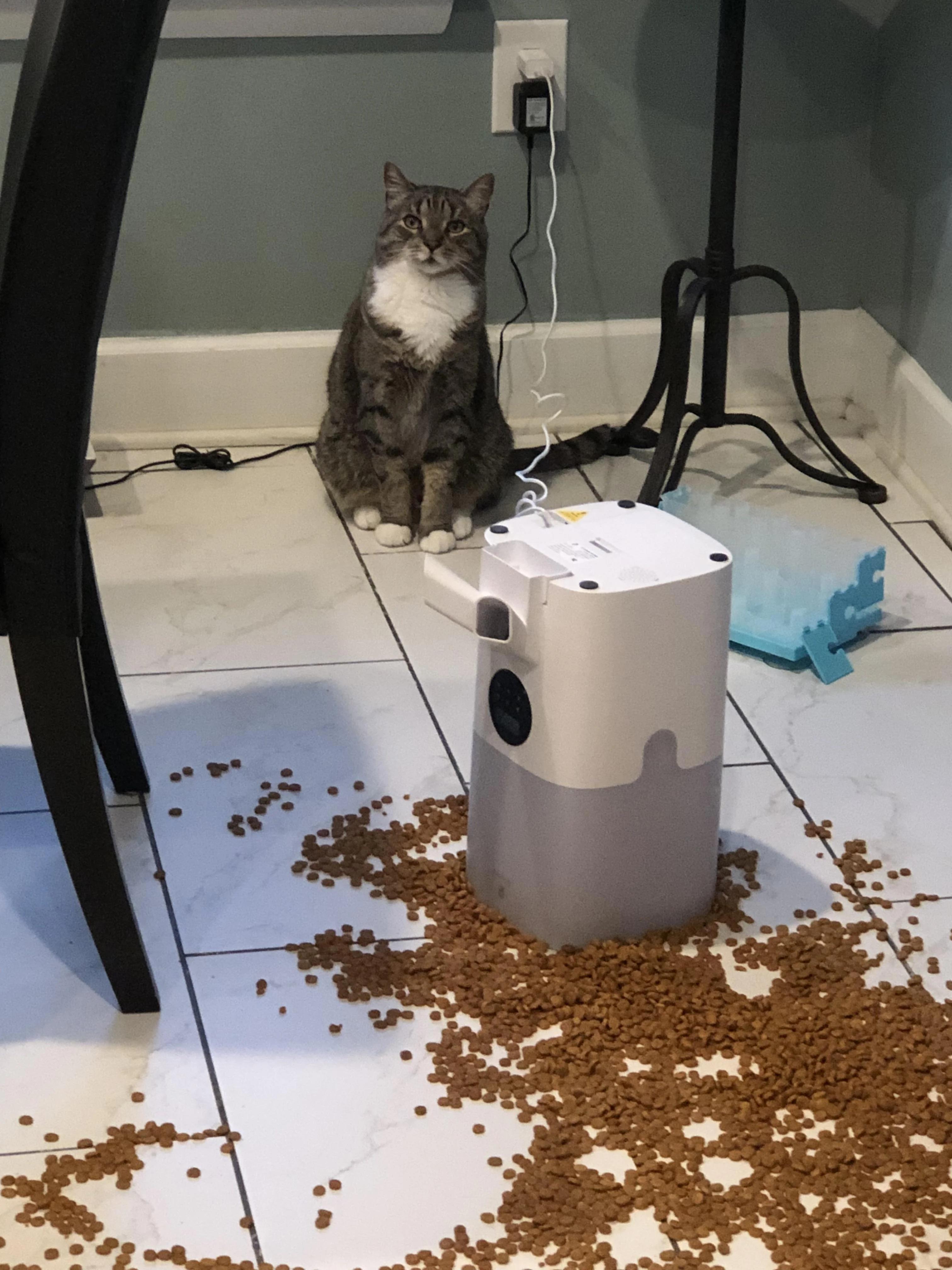 Just Your Average Cat Shenanigans
