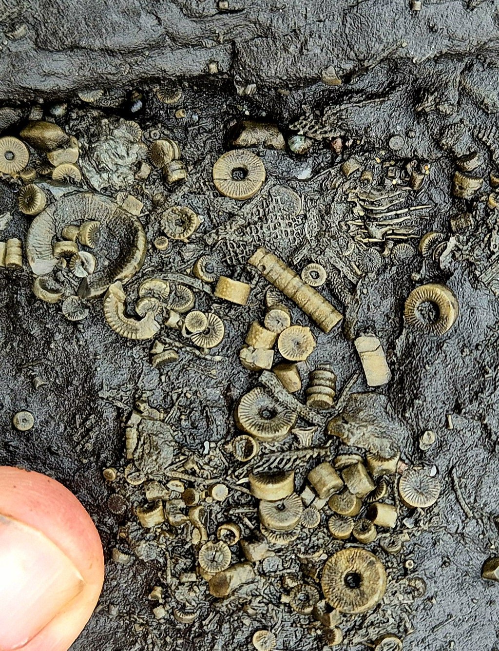 Exploring fossilized crinoid and bryozoan segments