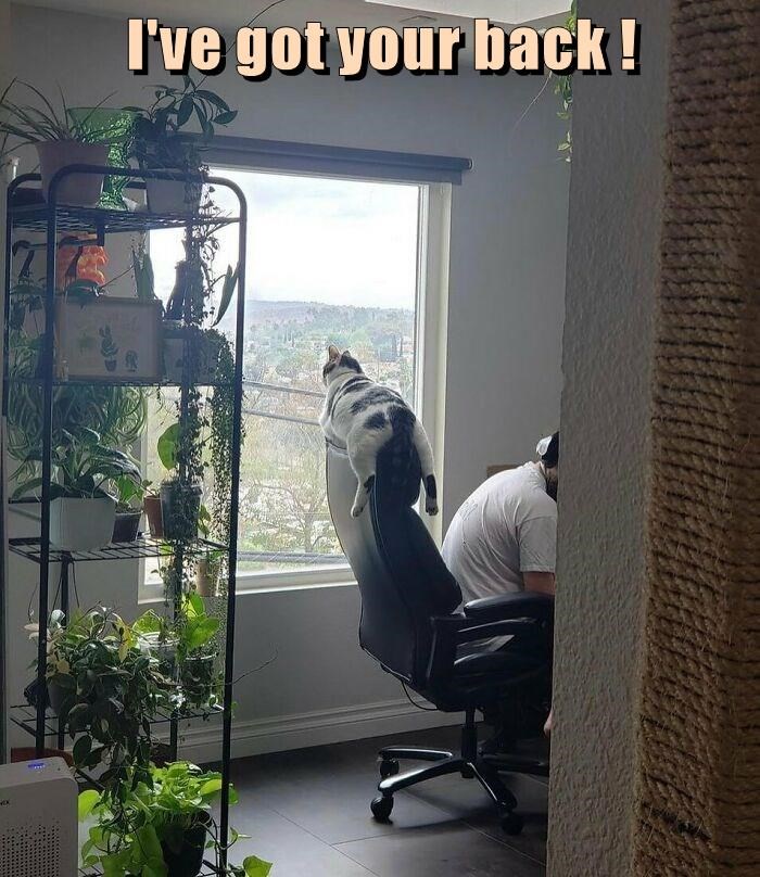 Meet My Cat: The Fierce Protector!