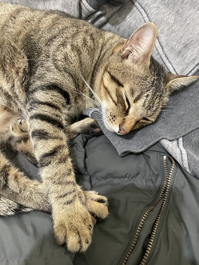 The Cat Chronicles: A Feline Adventure