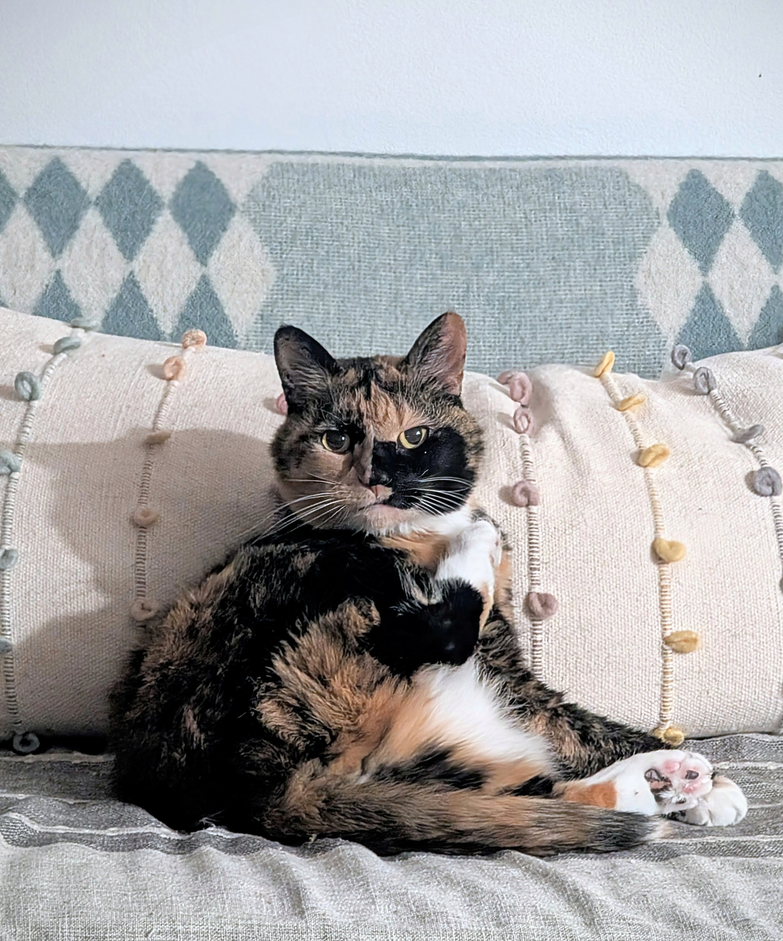 Nubbies the Tortie Strikes a Pose