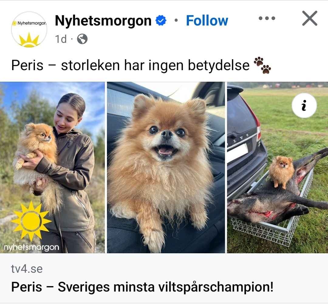 Meet Sweden's Smallest Wildlife Tracking Champion