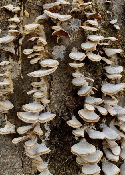 The Fascinating World of Mushrooms