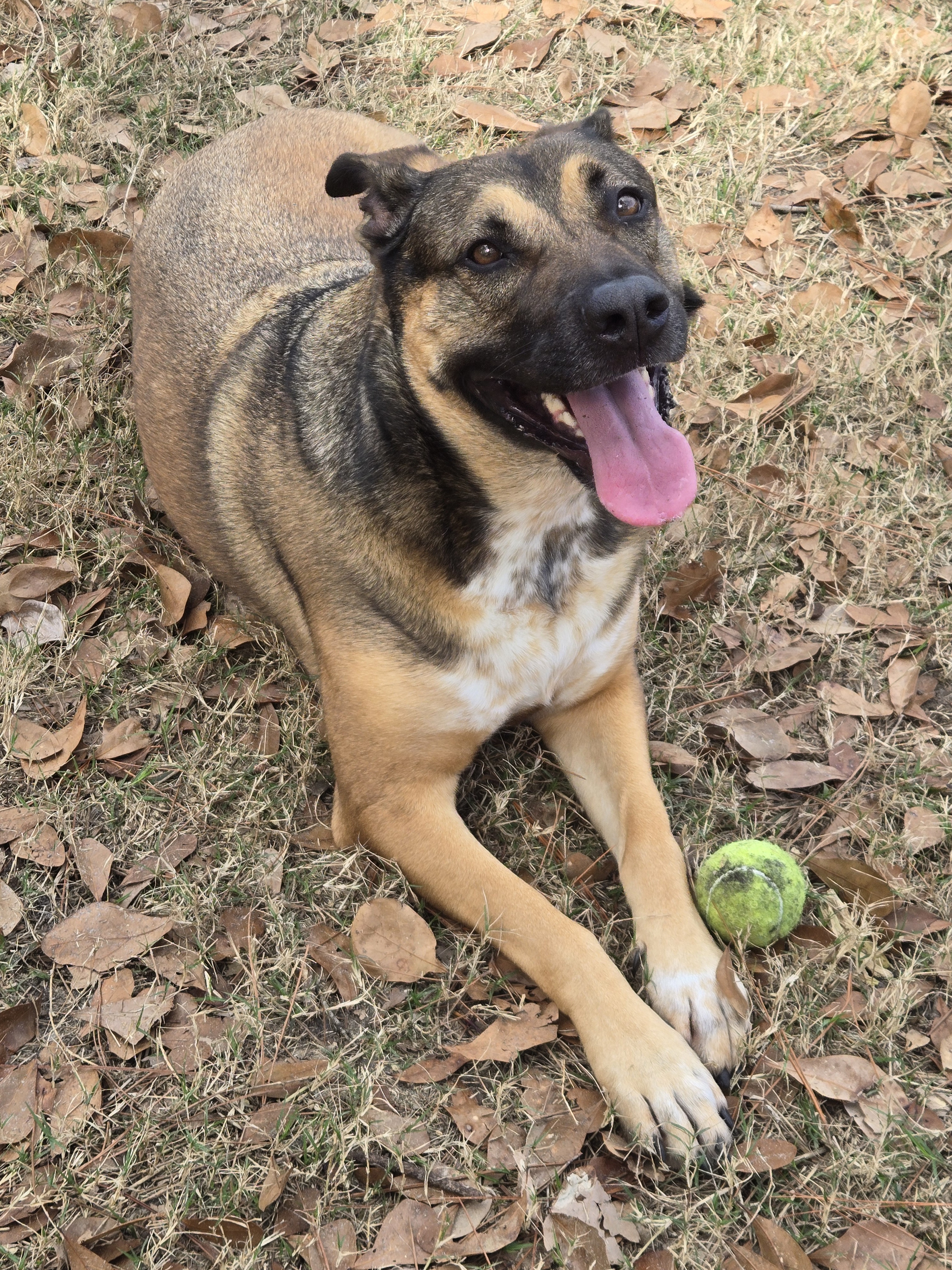 Celebrating Cake Day with My 6-Year-Old Dog, Sadie