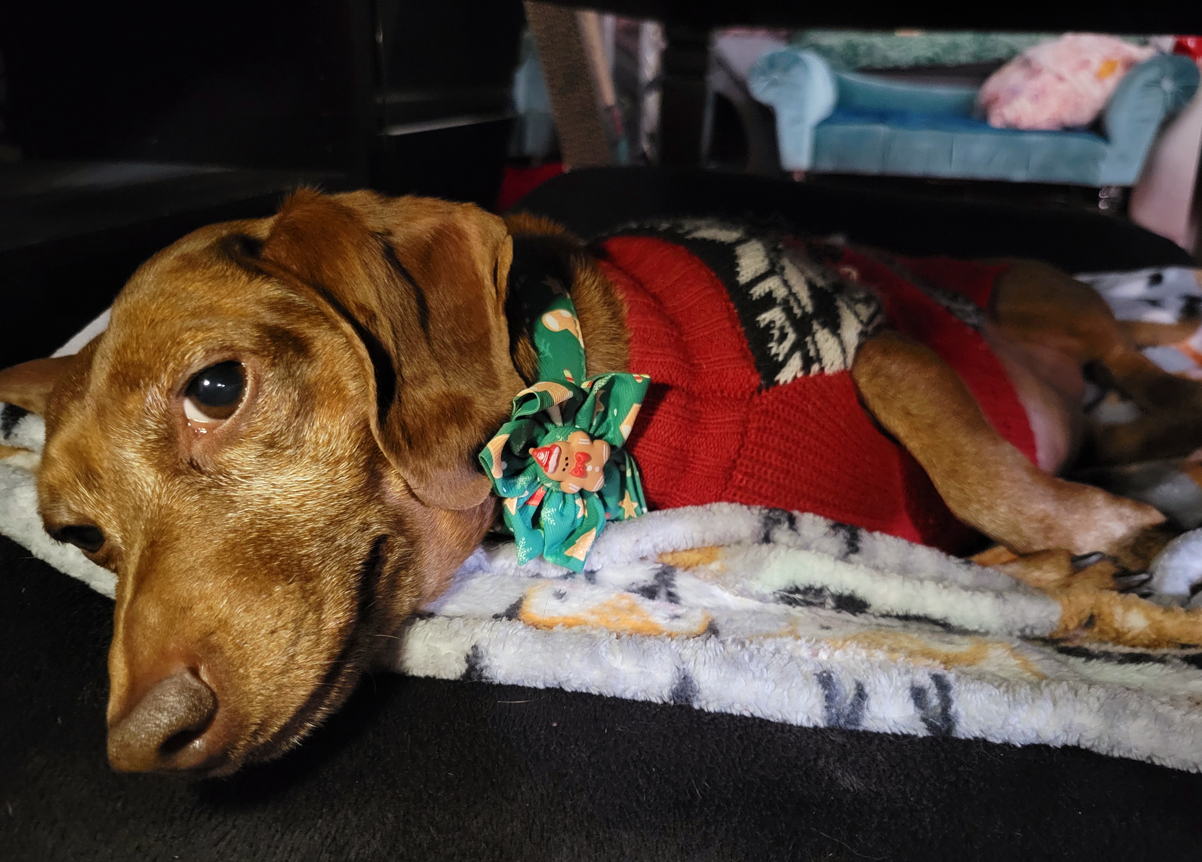 Meet my adorable pup, Tiger Lilly, in this snapshot #730