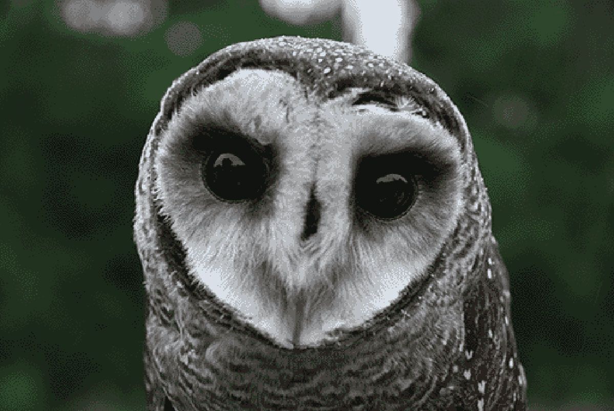 Majestic Owl Sighting