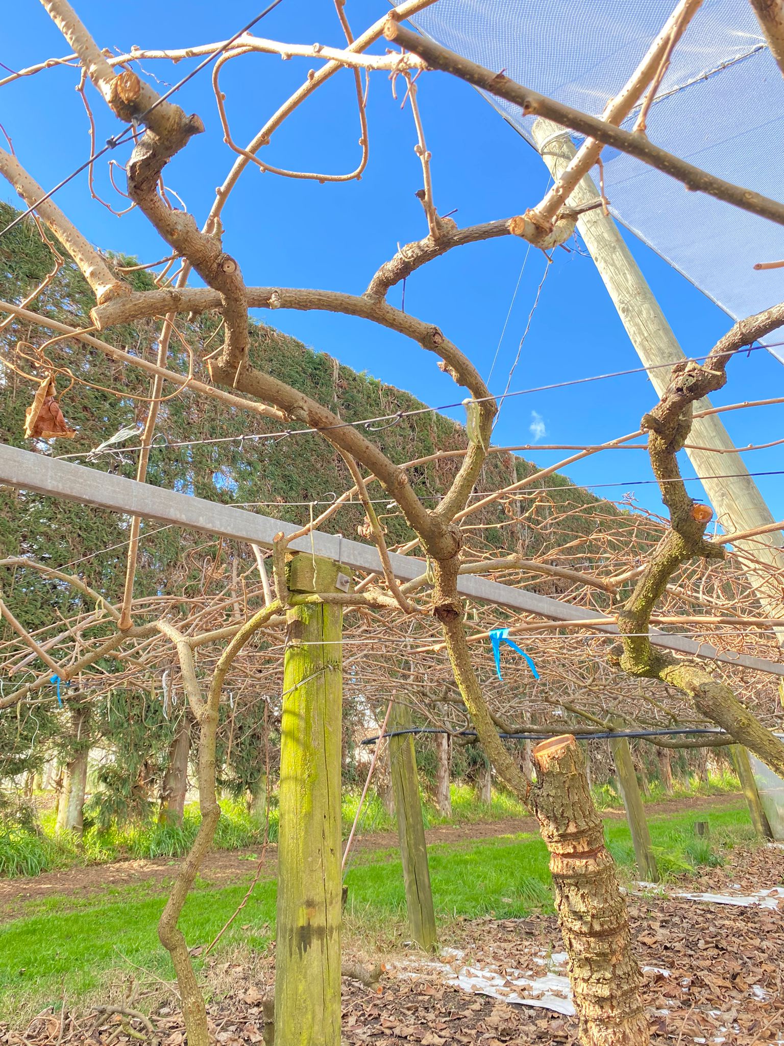 Winter Pruning: Part 2 of the Journey