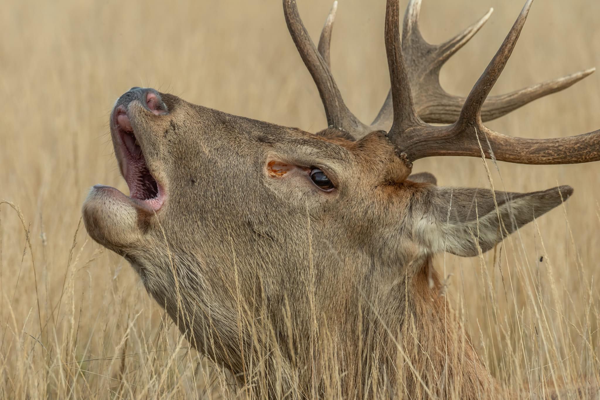 The Majestic Red Stag